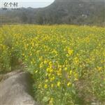 贵州省,遵义市,桐梓县,楚米镇,高山村