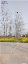马厂村 