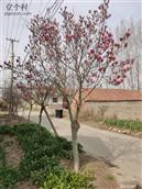 山东省,潍坊市,安丘市,景芝镇,宅科村