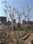 后池村 