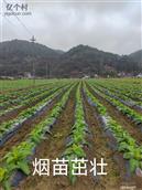 蓝坊村 
