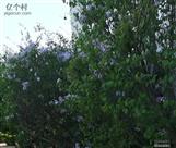 山东省,菏泽市,曹县,砖庙镇,荣庄村