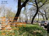 河北省,邯郸市,复兴区,户村镇,户村