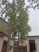河南省,郑州市,中牟县,黄店镇,段村