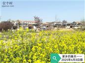 河南省,安阳市,滑县,大寨乡,蒲林村