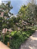 四川省,眉山市,丹棱县,顺龙乡,青云村