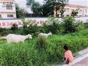 河南省,焦作市,温县,南张羌镇,朱家庄村