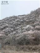陕西省,宝鸡市,麟游县,酒房镇,麻夫村