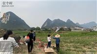 广西,河池市,宜州区,洛西镇,枫木村