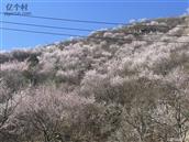 北京市,门头沟区,妙峰山镇,桃园村