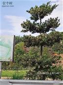 广东省,梅州市,兴宁市,径南镇,宝兴村