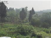 四川省,广安市,广安区,大龙乡,光明村