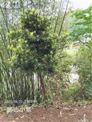 广东省,梅州市,兴宁市,径南镇,宝兴村