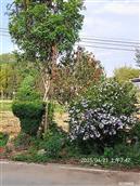 广东省,梅州市,兴宁市,径南镇,宝兴村