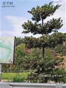 广东省,梅州市,兴宁市,径南镇,宝兴村