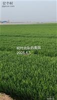 陕西省,渭南市,富平县,留古镇,义合村