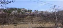 秦家脑村 