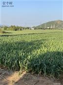 东匡村 
