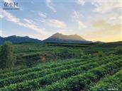 山东省,潍坊市,诸城市,桃林镇,草屋村