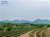 山东省,潍坊市,诸城市,桃林镇,草屋村