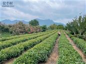 山东省,潍坊市,诸城市,桃林镇,草屋村