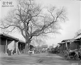 河北省,保定市,定州市,明月店镇,明月店村