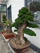 山东省,淄博市,博山区,八陡镇,青石关村
