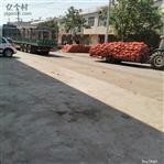 河南省,南阳市,新野县,上港乡,宅子村