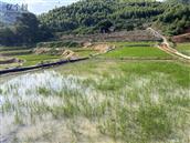 福建省,漳州市,诏安县,四都镇,林墘村