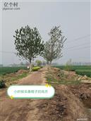 山东省,菏泽市,郓城县,玉皇庙镇,林庄村