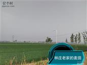 山东省,菏泽市,郓城县,玉皇庙镇,林庄村