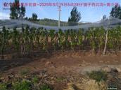 辽宁省,朝阳市,龙城区,半拉山街道,半拉山村