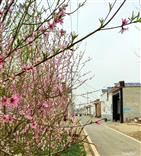 河北省,沧州市,任丘市,苟各庄镇,小董各庄村