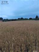 甘肃省,庆阳市,西峰区,温泉乡,温泉村