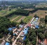河南省,新乡市,原阳县,蒋庄乡,拐河朱林场