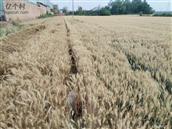 陕西省,咸阳市,泾阳县,中张镇,东鸟村