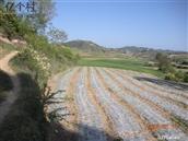 甘肃省,天水市,清水县,陇东乡,朱河村