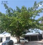 云南省,楚雄州,大姚县,赵家店乡,打苴基村