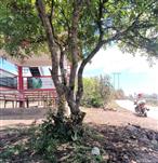 云南省,楚雄州,大姚县,赵家店乡,打苴基村