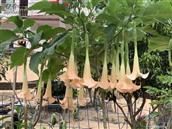 海南省,保亭县,什玲镇,八村