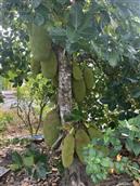 海南省,保亭县,什玲镇,八村