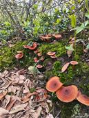 云南省,曲靖市,马龙区,月望乡,月望社区