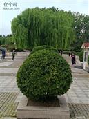 山东省,德州市,夏津县,苏留庄镇,尤王庄村