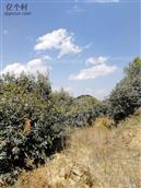 云南省,曲靖市,马龙区,月望乡,月望社区