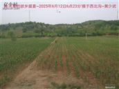 辽宁省,朝阳市,龙城区,半拉山街道,半拉山村