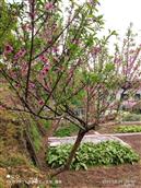 四川省,遂宁市,射洪市,金华镇,石桥村