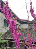 四川省,遂宁市,射洪市,金华镇,石桥村