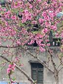 四川省,遂宁市,射洪市,金华镇,石桥村