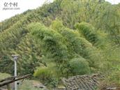浙江省,丽水市,莲都区,峰源乡,横坑村