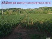 辽宁省,朝阳市,龙城区,半拉山街道,半拉山村